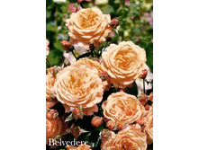 Belvedere, 205���. ���� (�������� 1��).jpeg