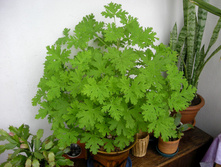 ������ �������� �������� - ������ �������� �������� ...