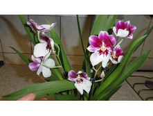 ���������..... ����� ��������� ������ ..)