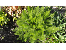 ���� �����������