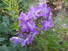 ����� �������*)