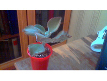 �������� ��������� ����