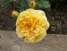 ������ ����� (�)