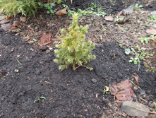 ���  ��������� ����� ����