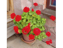 ���������� ������� ���������� ������