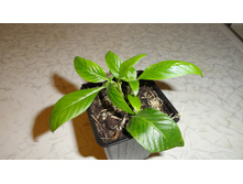 ������ ������� - 150 ���.