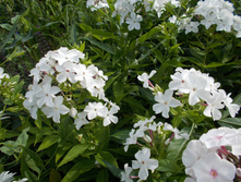 ������� ������*)