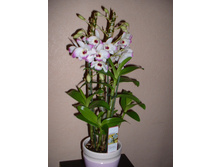 ���������� ������ ( ���� )