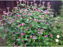 ������ ������