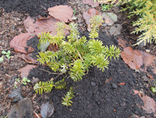 ����� �������������� "Nana" +)