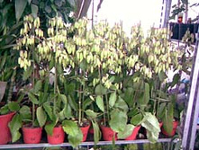 �������� Pinnata(�����).jpg