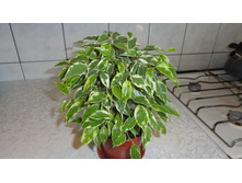 ����� �����