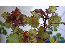 ������ Henna