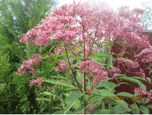 ��������� ��������� - 100 ���