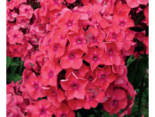 �������� *