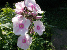 ������� *)