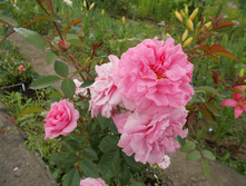 ������� (�)