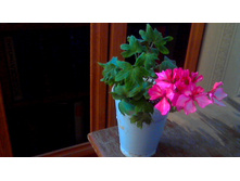 ���������� PAC Fairwork Bicolor