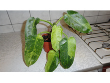 ���������� ���� ������