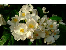 ���� �����������.jpg