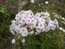 ���� ������� *)