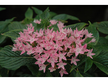 ������ �������- ������ �������� ...