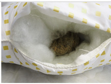 ��� ���� 1