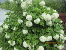 ������ ��������� -100 ���. (���)