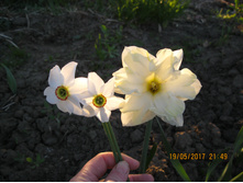 IMG 0636.JPG