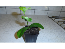 ������ ( Ixora)