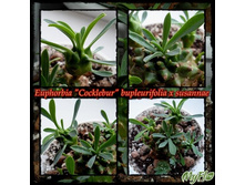 �������� Cocklebur.jpg