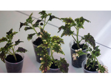 ������ Gilda