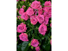 ��� ����� ����� (LOVELY LYDIA)