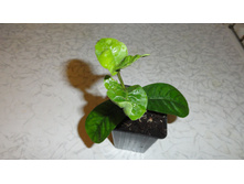 ������ ( Ixora)  - 200   ���.