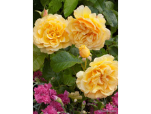 Amber Queen, 205���. �-� (�������� 1��).jpg