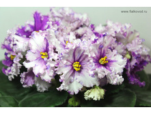 ��-���������