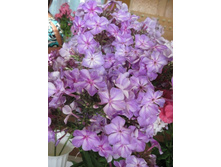 �������� *