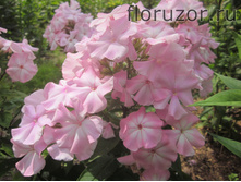 ���� ������