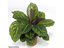 ������� QueenStar - �� 350 ���.