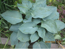 �����- "���������� ���" (Hosta hybrida Bressingham Blue) - 80 ���