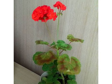 ���������� ���� ��������.