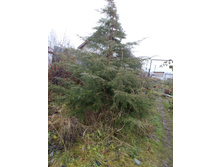 ���.���������� ���� *