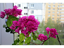 Vera deep purple - 300 ���..JPG