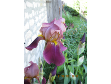 IMG 0818.JPG
