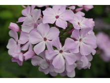 ������ *