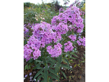 �������� *)