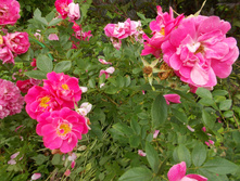 ������ ������ (��)