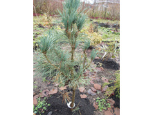 ����� ������������ ���������� +)