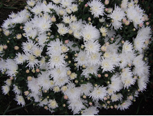 ����� ���� ������� ������ 5 �� ������ 40 �� �������� ������ ��������