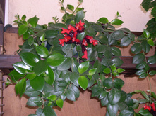 ���������� ���� ����